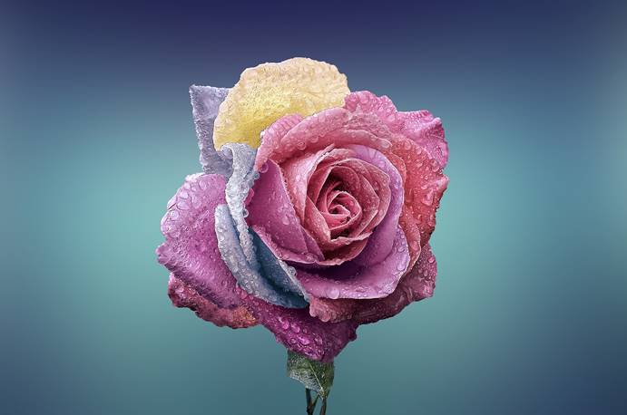 rose-729509_1920